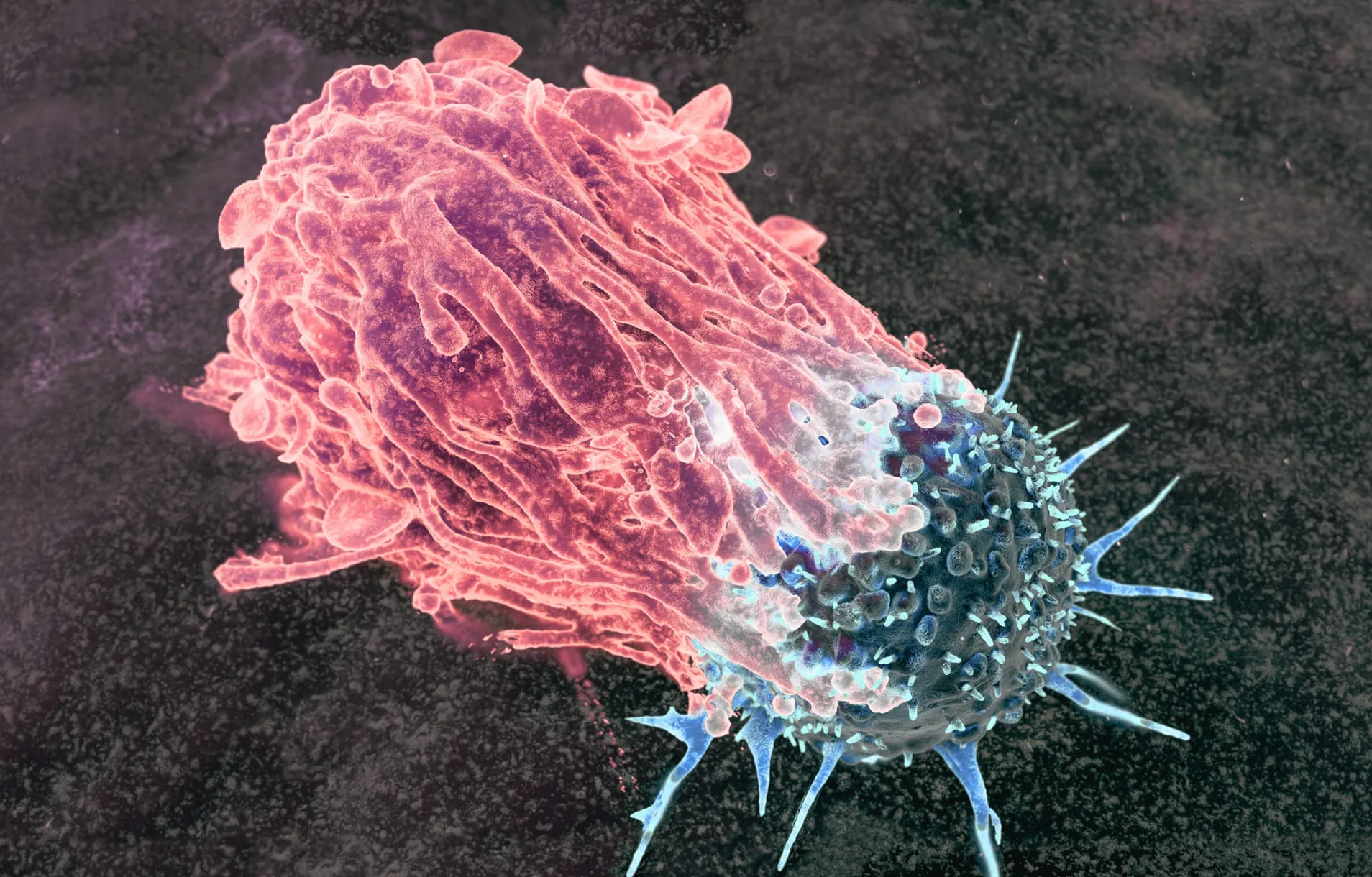 Oncology research and imaging